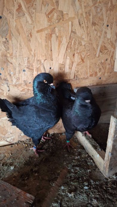 Porumbei kingi de vanzare