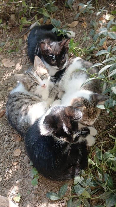 В добрые руки, котята
