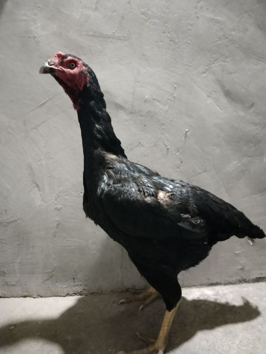 Dakan tovuq sotiladi zoti Karisga Ganoydan chiqqan