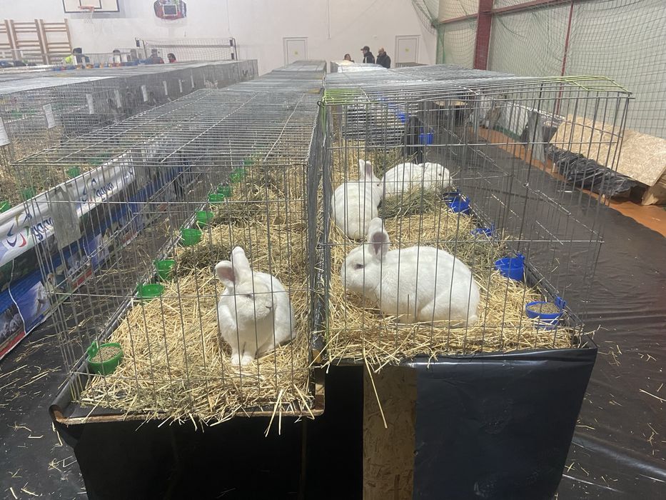 Neozeelandez alb masculi si femele