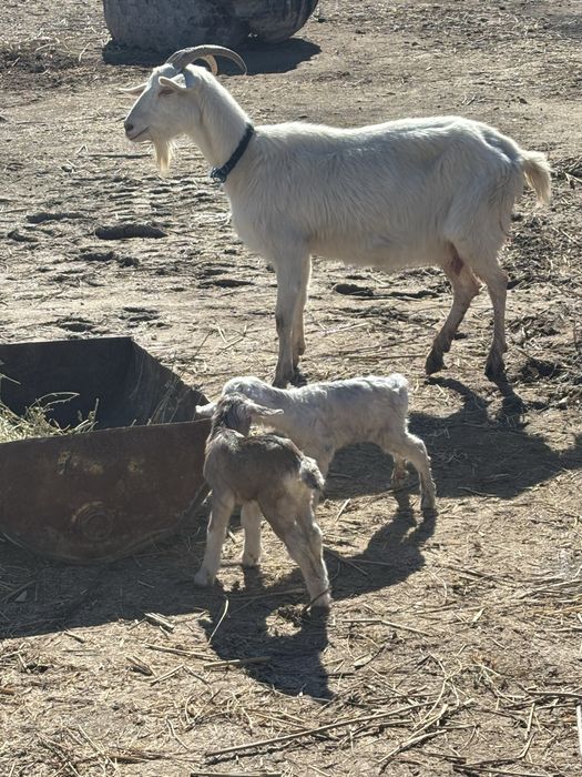 Сауын лакты еши сатылады