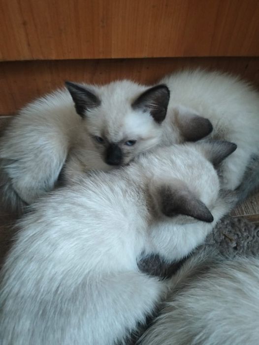 Отдам сиамских котят
