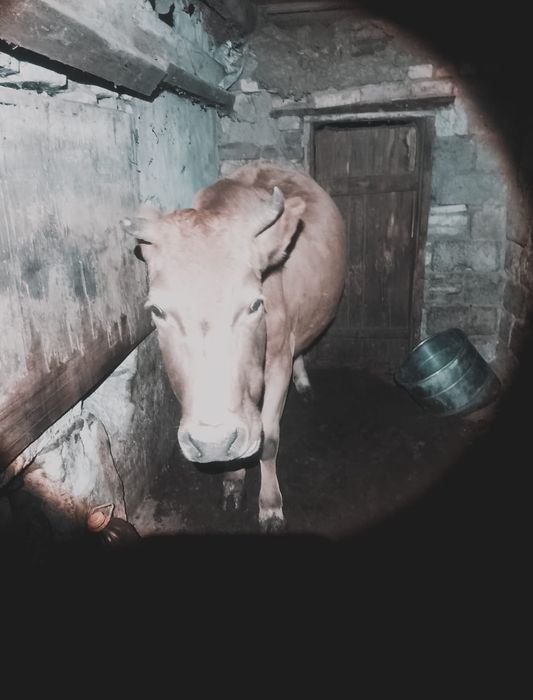 Сиыр  обмен қойға 7 қой ға