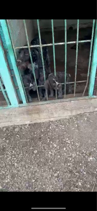 Рабочая сучка дратхаара