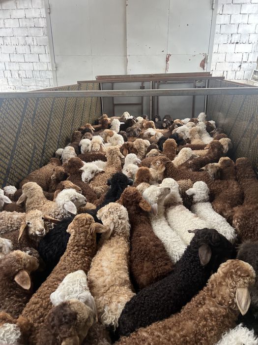 Прицеп газель джип