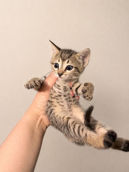 Отдам котят. Девочка.