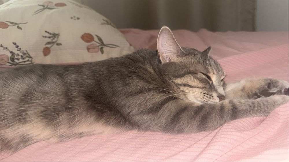 Отдам даром кошку в хорошие руки