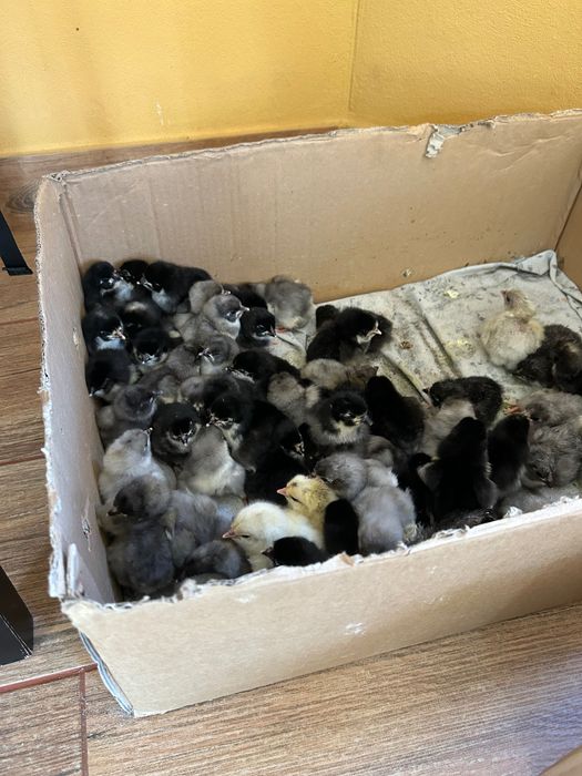 Vând pui Australorp