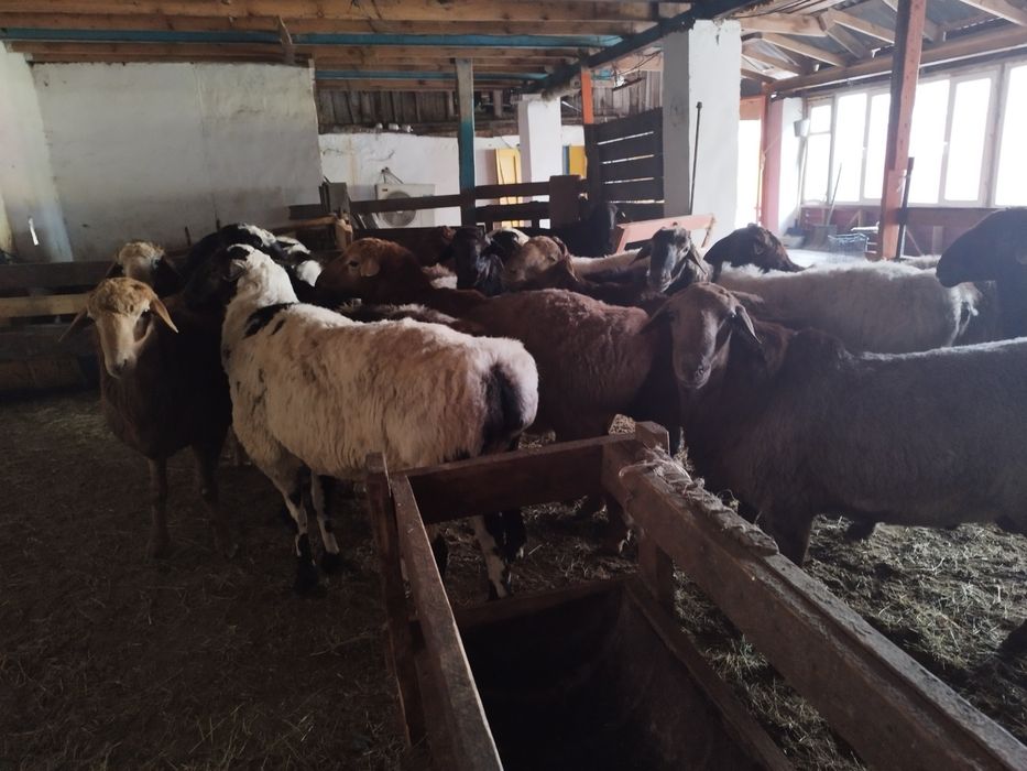 Семіз қойлар сатылымда-Жирные бараны продаются