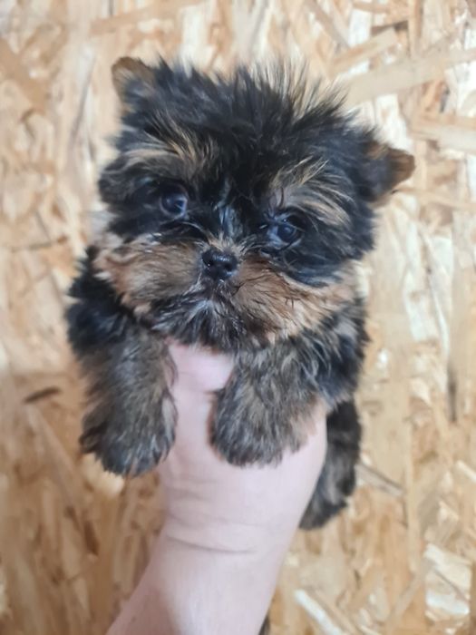 Продам щенков йоркширского терьера.