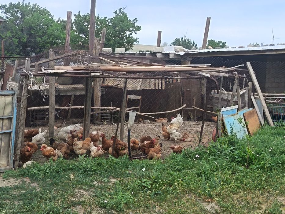 Тауықтар сатылады
