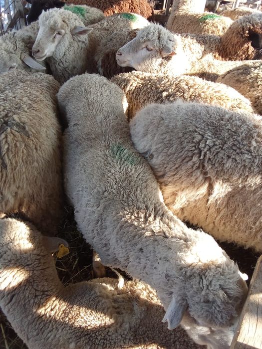 18 шт токтылар еркек ургашы