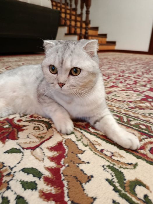 Скотич 1 ешга тулган мушук