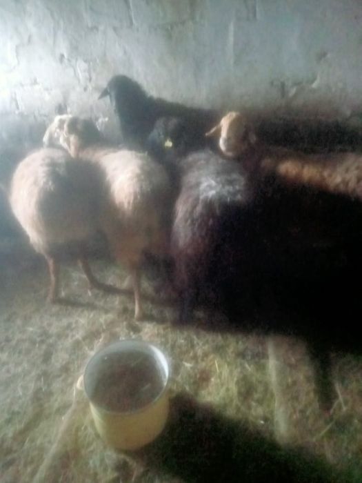Продам овечки стоят на откорме