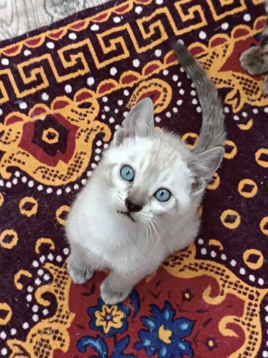 Бенгальские котята