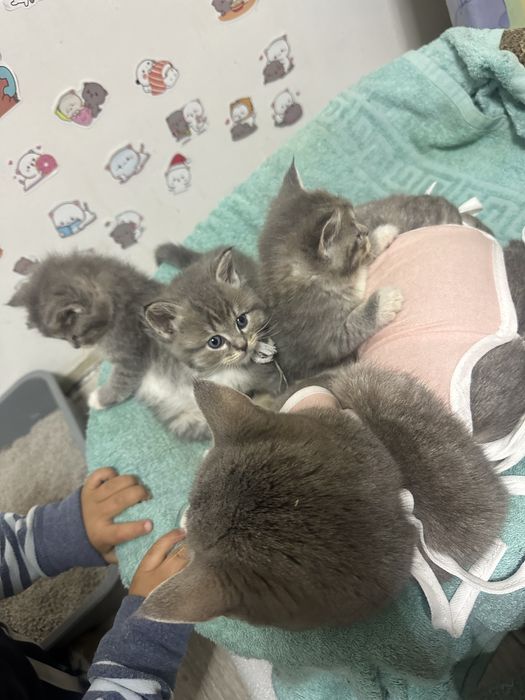 Продам британский кошку