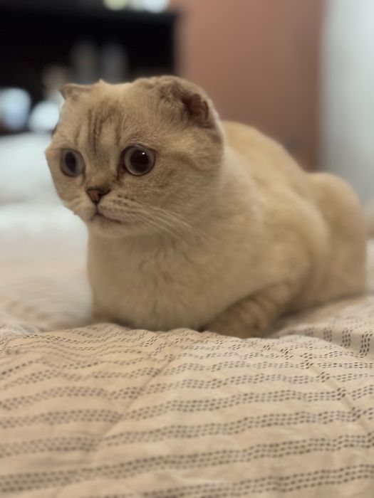 Отдадим кошку в добрые руки