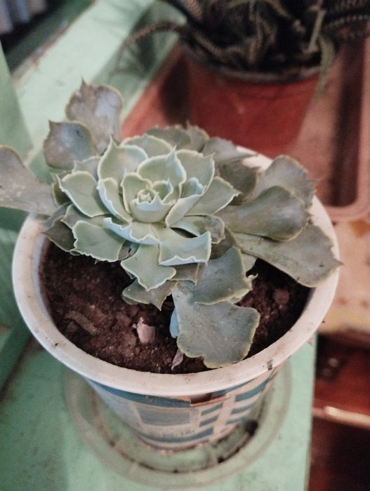 Цветы распродажа