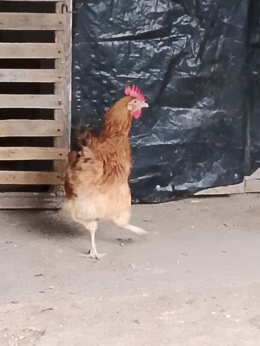 Кученские тауык сатылады