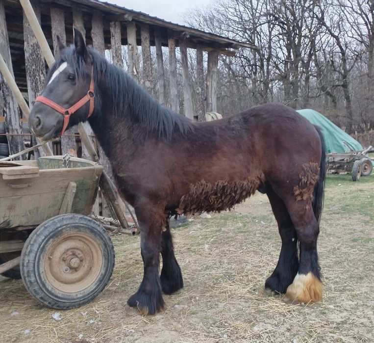 Vând manz de un an jumate