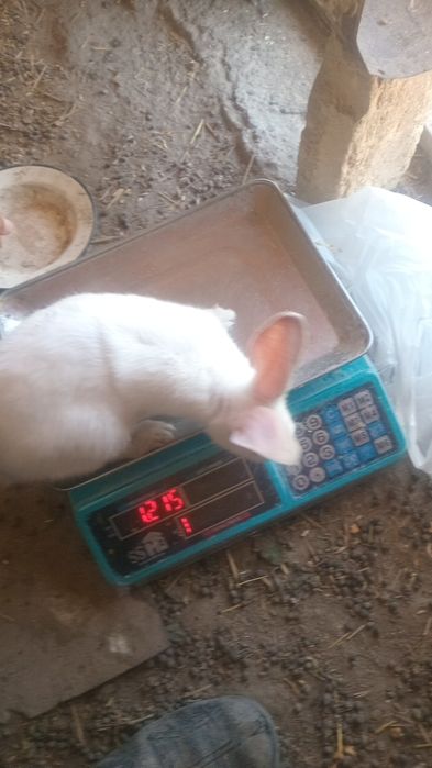 Quyon gubrit 4 ta 3 ta erkak 1 ta moda