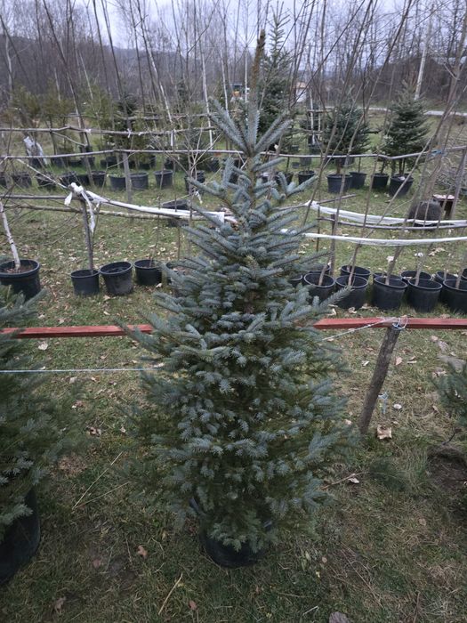 Brazi în ghiveci cu radacina