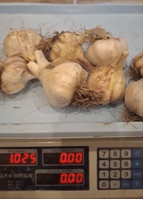 Чеснок с поля свежий