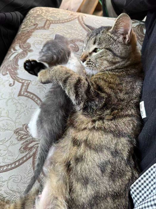 CAT Кішкентай мысықты алғыз алу