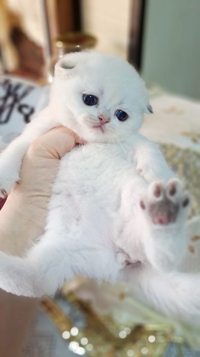 Готовятся к продаже синеглазая девочка