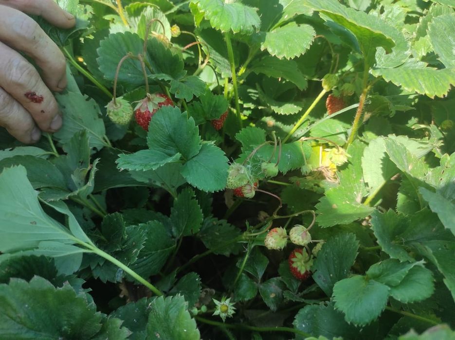 Продам рассаду ремонтантной клубники