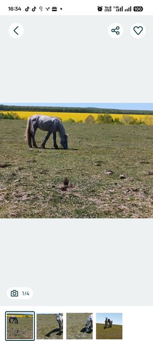 Vand sau schimb manza in varsta de 1 an de zile foarte cuminte invatata cu copii