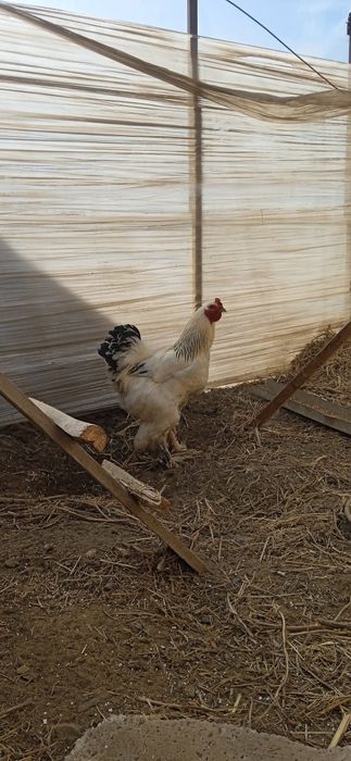 Петух атеш брама