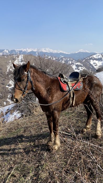 Айгыр жеребец ат лошадь