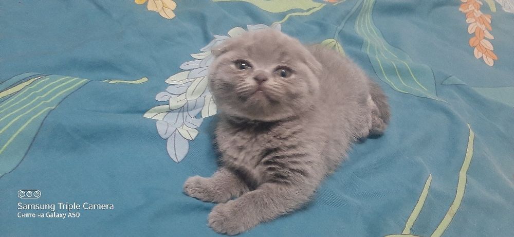 Распродажа вислоухие котята