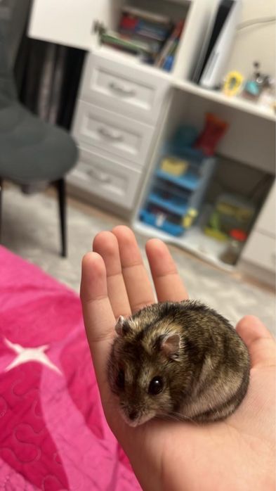 Продам 2 хомяка,2 клетки в подарок