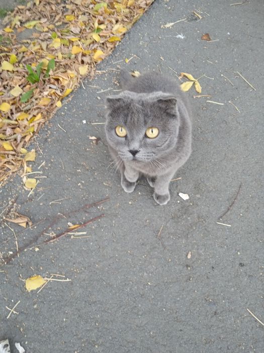 Помогите котятам