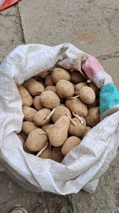 Cartofi.                           .