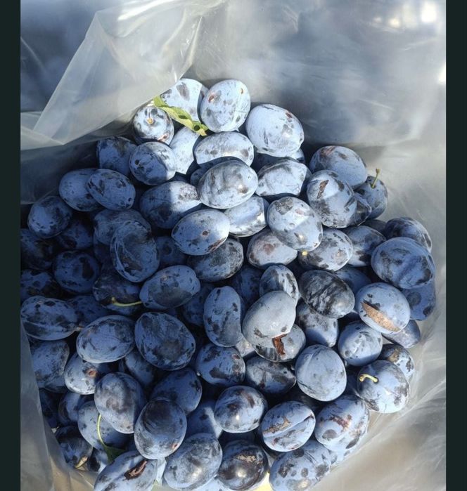 Vand prune pentru tuica !