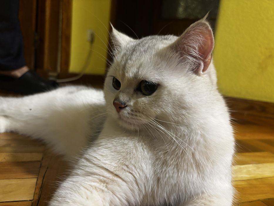 Шиншилла британская кот