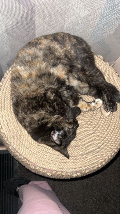 Кошка Баксик стерильная