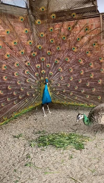 Павлин 6 лет в 2 прадаю