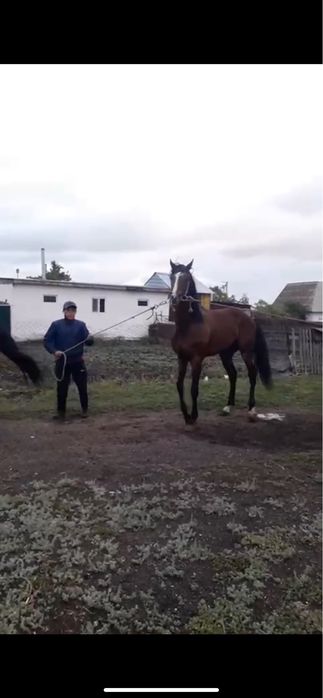 Полукровка құнан сатылады