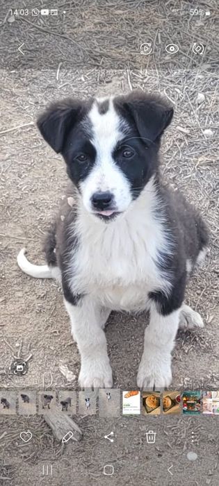 Щенки бесплатно в добрые руки