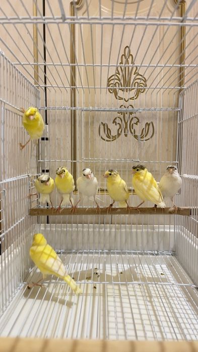 Канарейка овсяночный напев Канарейка трайник сайроли кушла