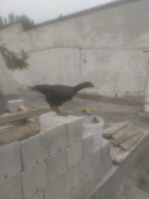 Узи хам сотилади тухуми бор гарантия...