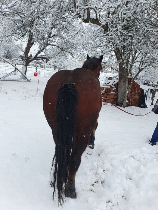 Vând mânza semi grea