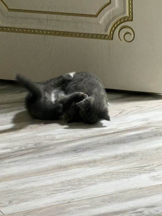 Британские вислоухие котята мальчики