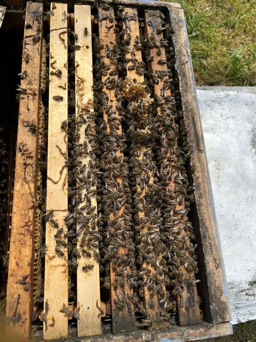 Пчелни Отводки Бургас-LR / корпусни на 5 рамки -65€
