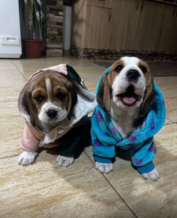 Doi căței rasa beagle își caută familie