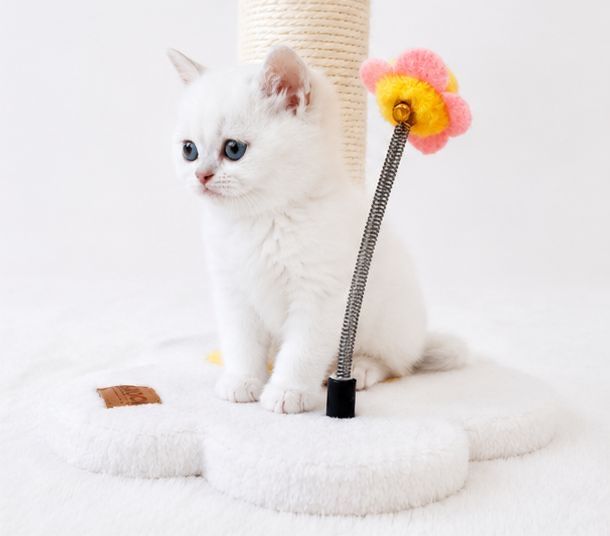 British shorthair chinchilla